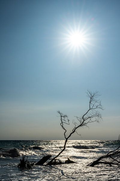 Shadow and Rays: Poetry in Backlight by Gerry van Roosmalen