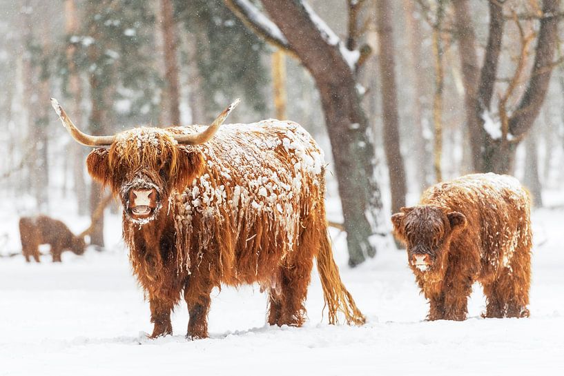 Schottische Highlander-Kuh und Kalb im Winter im Schnee von Sjoerd van der Wal Fotografie