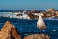 Zeemeeuw aan de kust