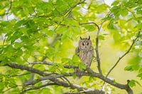 Long-eared owl in the tree