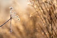 Carotte sauvage en fleurs après une première nuit de gel.