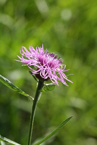 weidevlokkenbloeier van Anja Bagunk