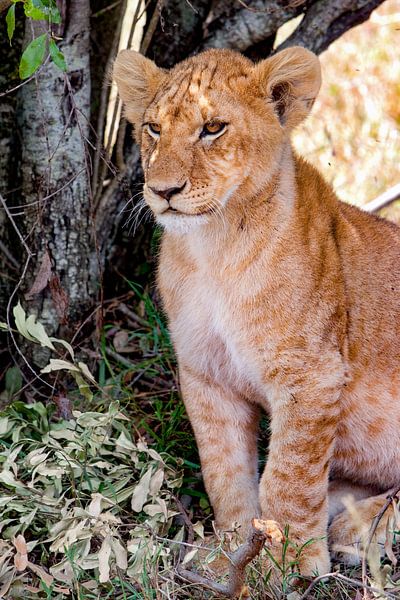 young Lion by Peter Michel