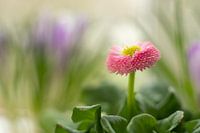 Bellis Perennis