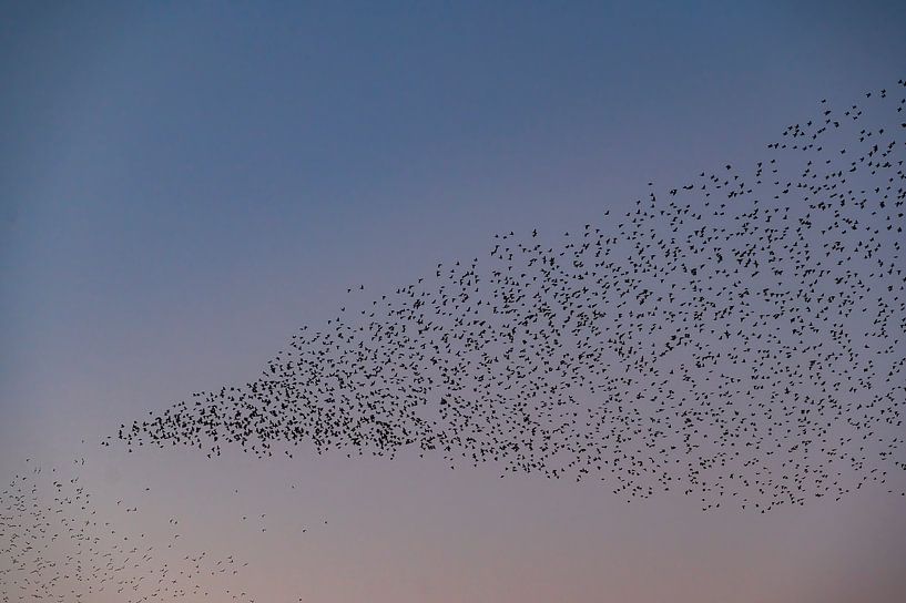 Starenmurmeln mit fliegenden Vögeln am Himmel bei Sonnenuntergang von Sjoerd van der Wal Fotografie