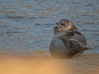 Gewone zeehond - Uitwatering Katwijk aan Zee