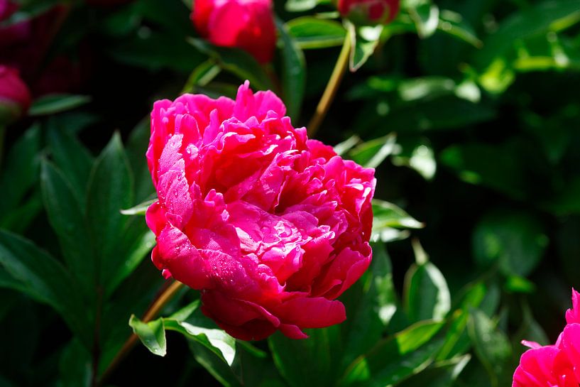 Pivoines par Thomas Jäger