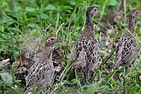 Pheasants in the grass