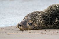 Jeune phoque sur la plage