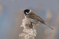 Reed bunting in the reeds