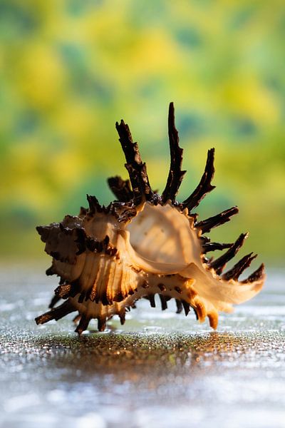 Nahaufnahme einer skurril geformten Murex-Schale von Lisette Rijkers