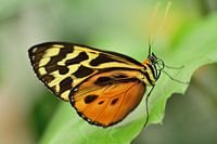 Schmetterling auf Blatt