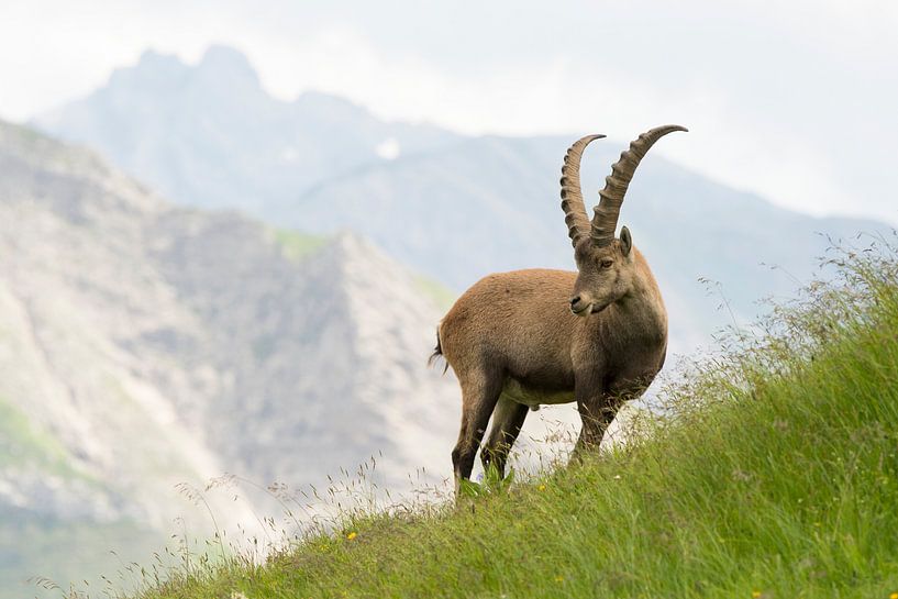 Ein Alpensteinbock-Männchen, eingefangen in der Alpenlandschaft von Thijs van den Burg