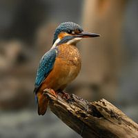 the kingfisher