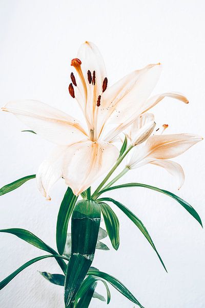 lilies von Michael Schulz-Dostal