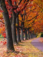 autumn avenue
