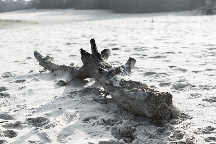 In de Nederlandse Sahara von Rick Crauwels