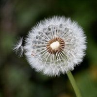 Dandelion Pappus
