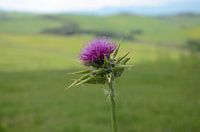 Thistle