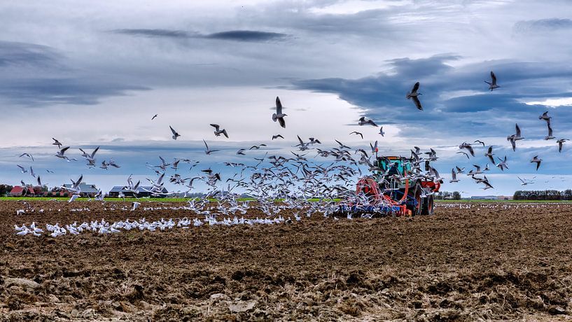 tractor ploughing the land surrounded by seagulls by Kees Dorsman