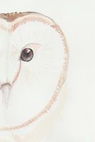 Barn owl watercolour with light background, minimalist