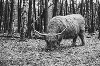 Highlander écossais - Bussumerheide