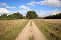 Fields in Laren near the Engh