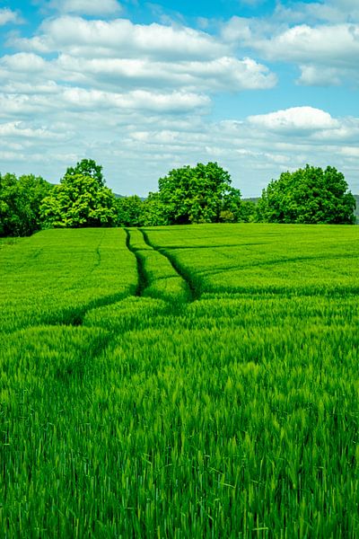 Randonnée estivale à travers la vallée de la Saale jusqu'au magnifique château de Leuchtenburg près de Kahla - Thuringe - Allemagne par Oliver Hlavaty