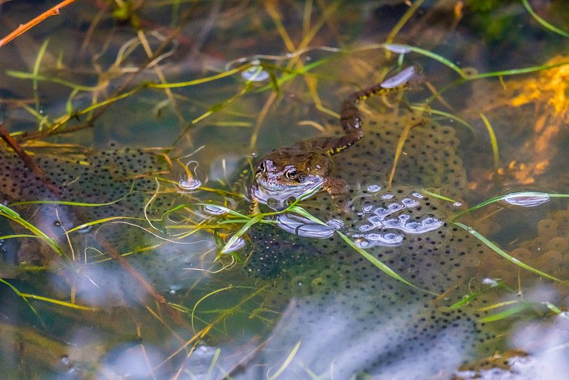 Kikvors par Pieter Heine