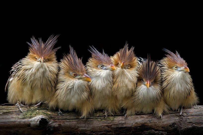 Kuckuck von Heiko Lehmann