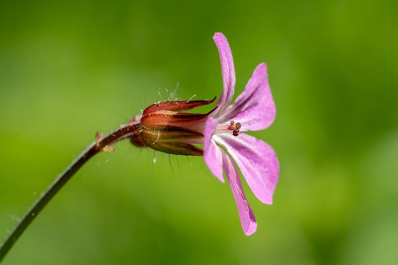 Ruprechtskraut von Uwe Ulrich Grün