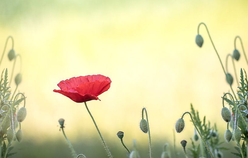 Mohnfeld von natascha verbij