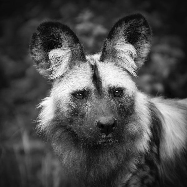 Afrikanischer Wildhund von Frans Lemmens