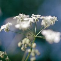 Flowering umbel of goutweed