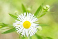 Weißes Gänseblümchen Fleabane Blume /Erigeron strigosus