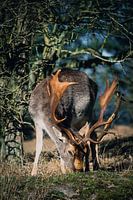 Weidende Hirsche mit großem Geweih