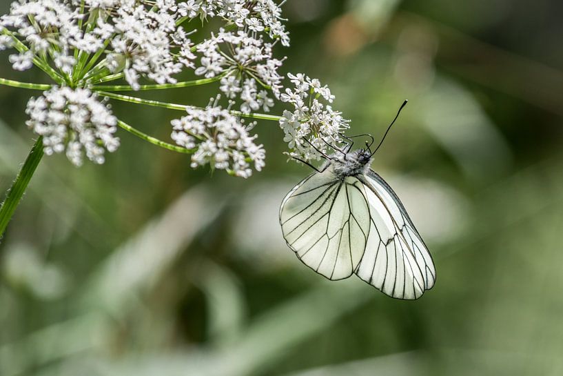 Baumweißling von Thomas Prechtl