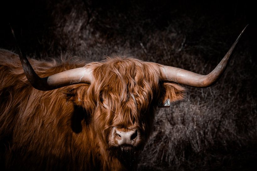 Highlander dans les dunes par Patricia Van Roosmalen