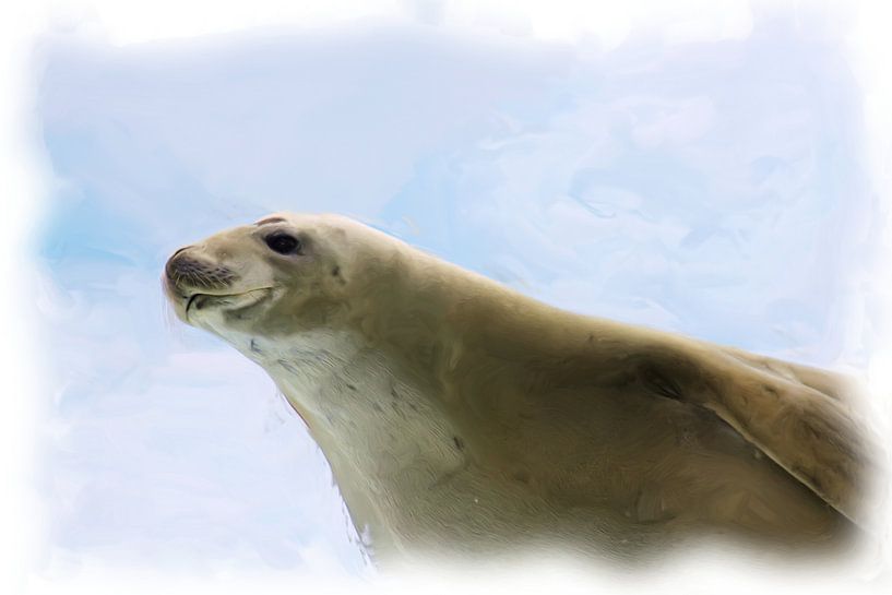 Antarctic Seal by Maurice Dawson