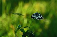 Schachbrett im Schatten tief im Gras