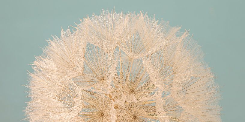 Panorama of a half fluff ball by Marjolijn van den Berg