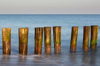 Epi au bord de la mer Baltique