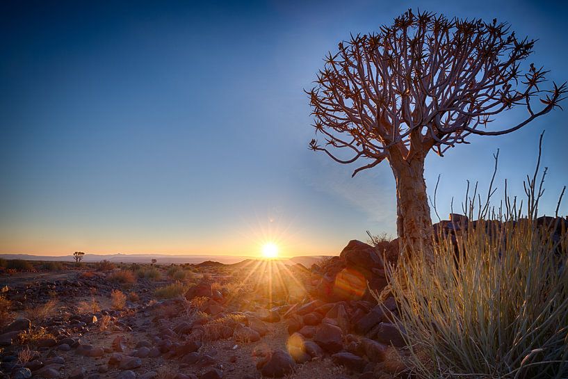 Röhrenbaum bei Sonnenuntergang von Ed Dorrestein