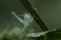 Südliche Baum Gottesanbeterin