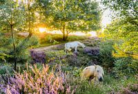 Wildpferde im Nationalpark Hoge Veluwe im Sommer