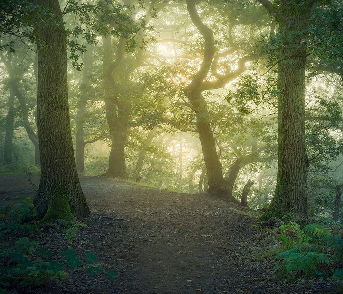 Am frühen Morgen auf dem Grebbeberg von Tim Abeln