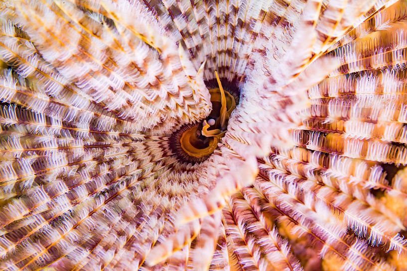 Ver de mer par Roel Jungslager