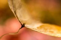 altes Hortensienblatt