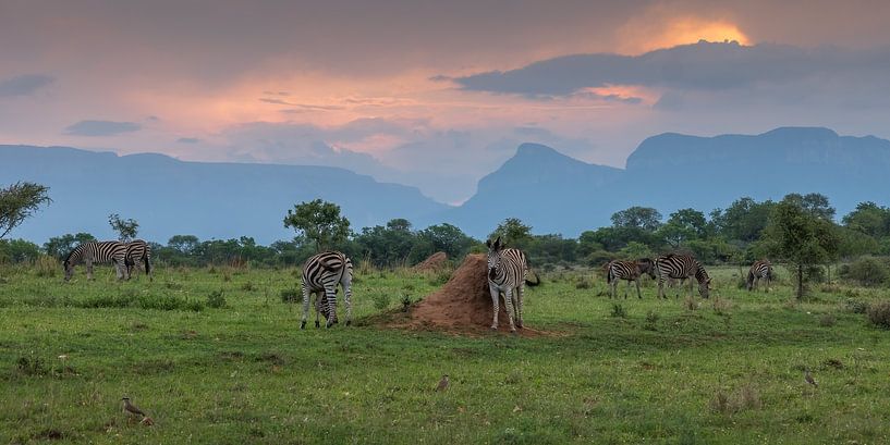 Zebras by Paul van der Zwan