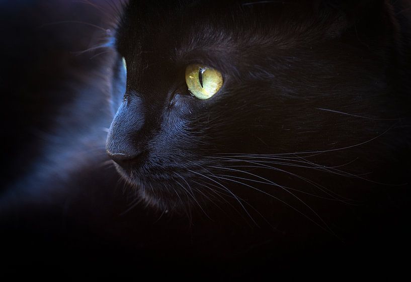 ,,Nice and black&quot; by Ronnie Reul